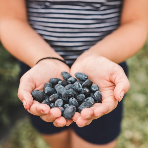 petits_fruits_st_louis_1