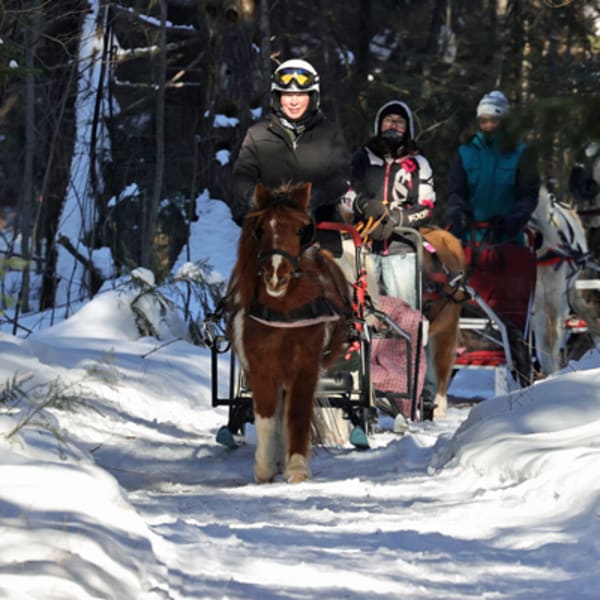poney_des_neiges_1