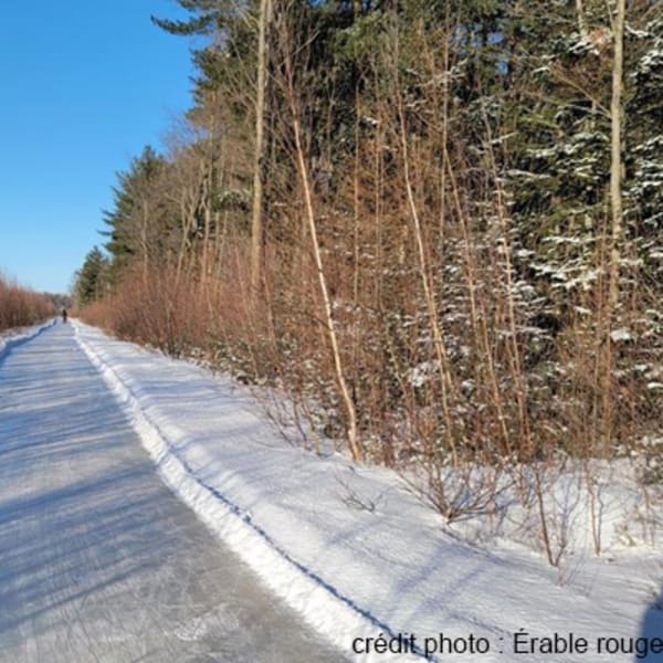 sentier_de_patinage_en_foret_de_lerable_rouge_1