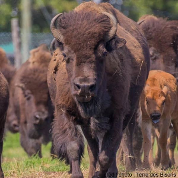 terre_des_bisons_1