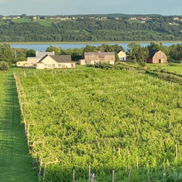 vignoble_domaine_lange_gardien_1