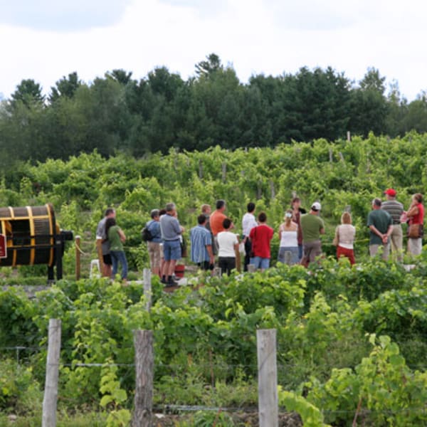 Le Vignoble Le Cep d'Argent