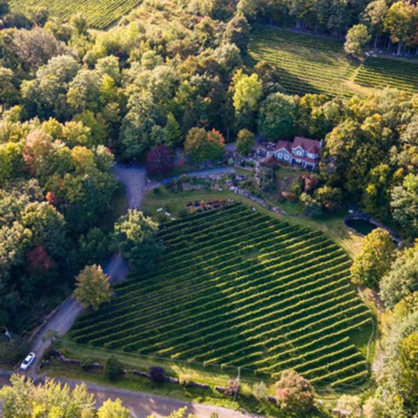 vignoble_les_murmures_1