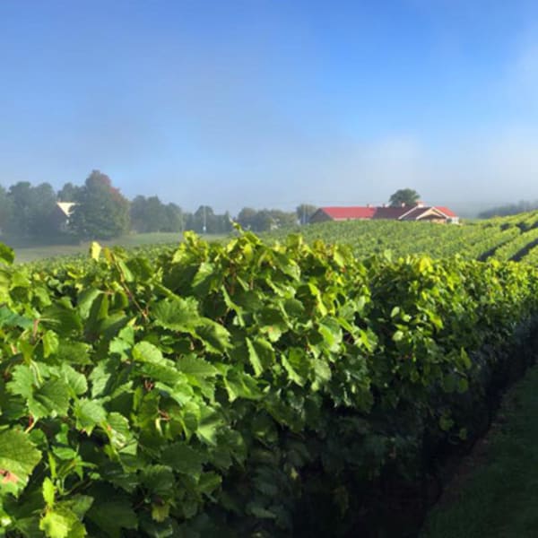 vignoble_les_vallons_de_wadleigh_1