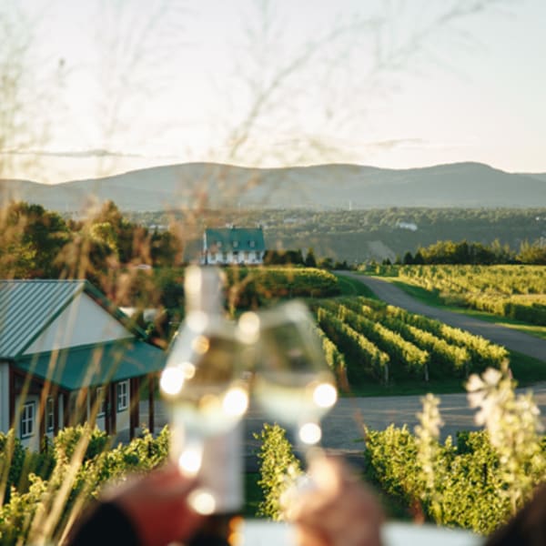 vignoble_sainte_petronille_1