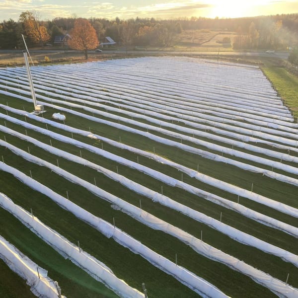 Vignoble du PicBois : aerial view