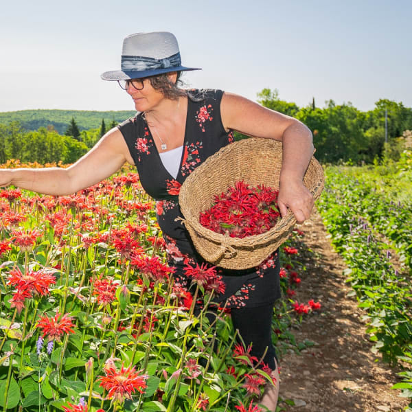 Viv-Herbes - Champs de fleurs