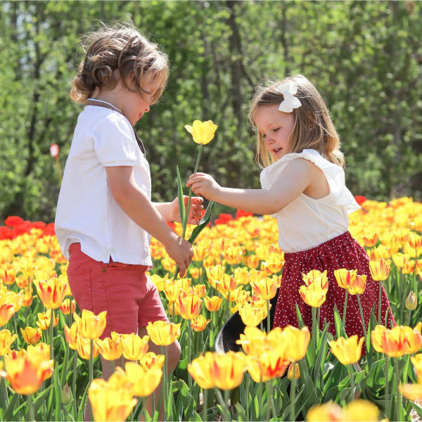 Two children in a field of tulips
