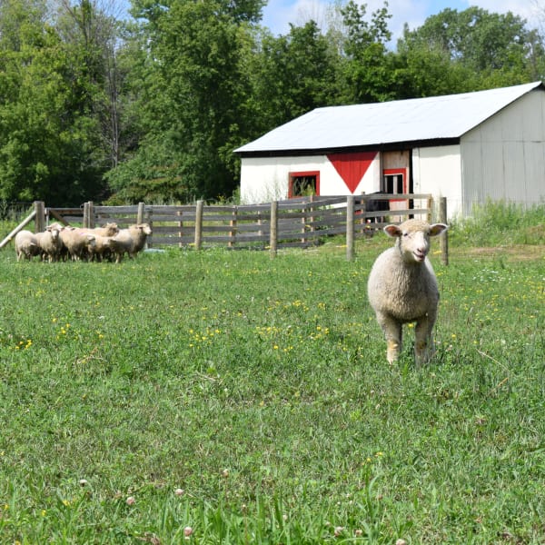 Lambs in a field.