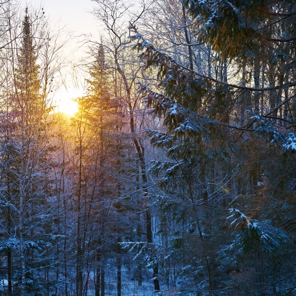 Sunset behind trees in the winter.