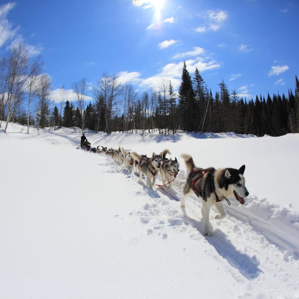 Dog sledding in the woods.
