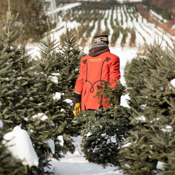 Man in an alley of fir trees.
