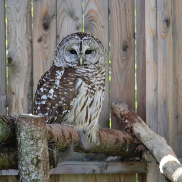 Une chouette au Centre d'interprétation des oiseaux de proie de Godbout.