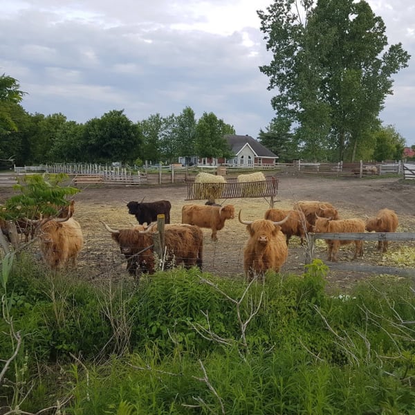 Highland cattle grazing freely in a field.