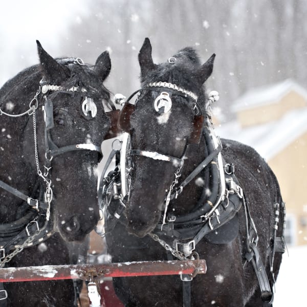 Two horses at Érablière au Sous-Bois.