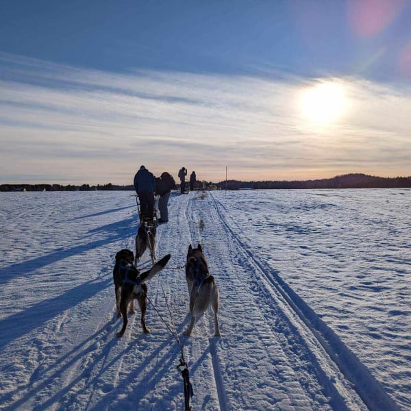 Dog sledding at La Ferme à Minuit.