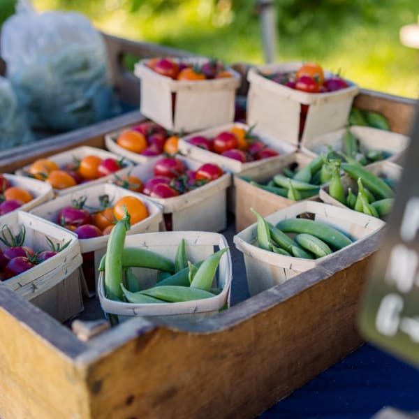 Ferme aux Petits Oignons.