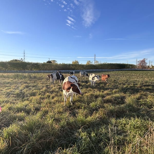 Vaches dans un champ.