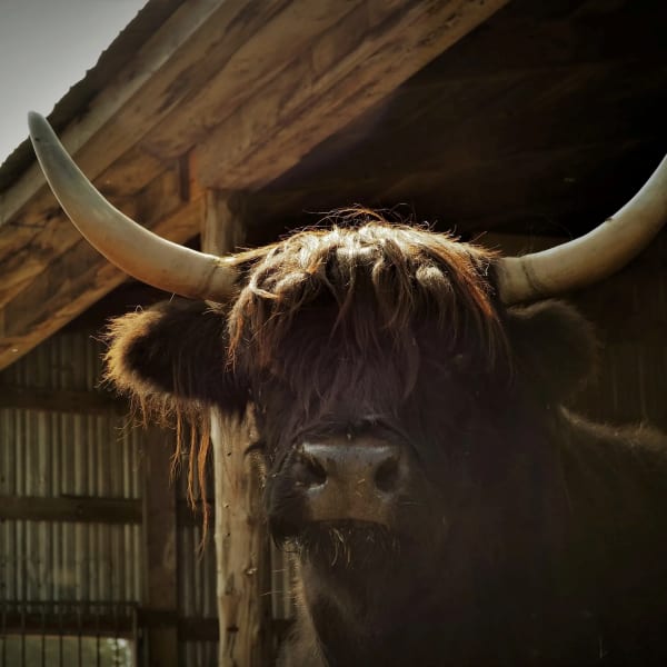 Un boeuf Highland à la Ferme Genty SENC.
