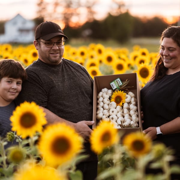 A family of farmers tending garlic in a sunflower field.