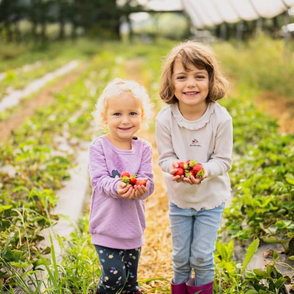 Deux fillettes tenant des fraises dans un champ.