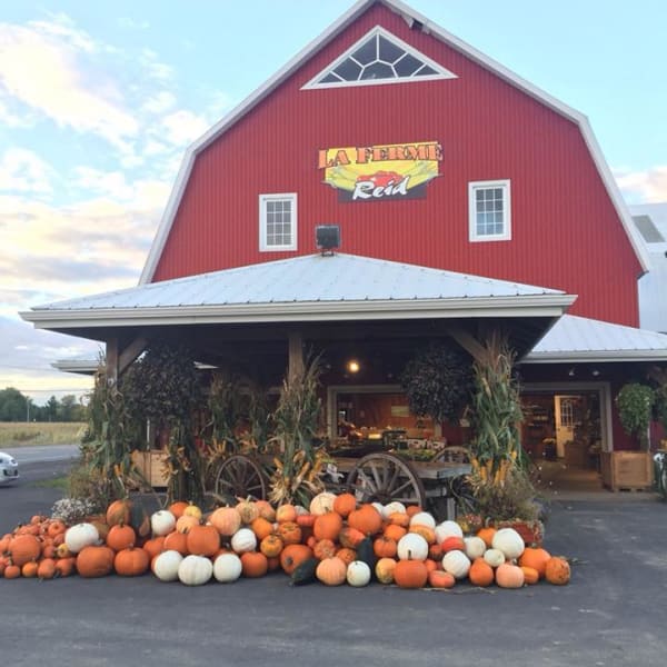 Citrouilles à la Ferme Reid.