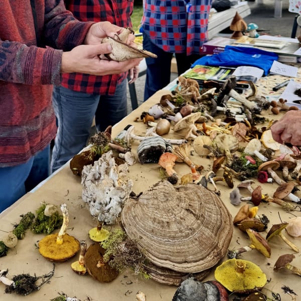 Festival des champignons forestiers du Kamouraska : mushrooms