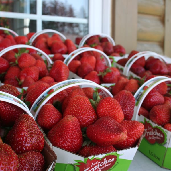 Fraisière Faucher - Strawberry baskets