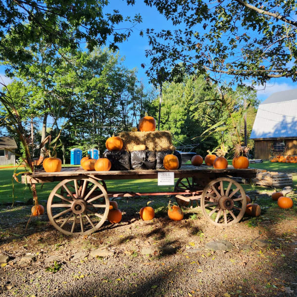 La brouette à légumes... citrouilles et sorcellerie.