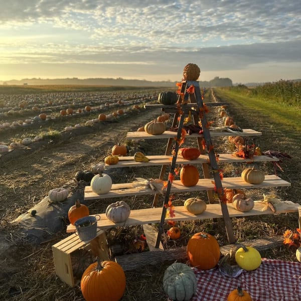 Champs de citrouilles.