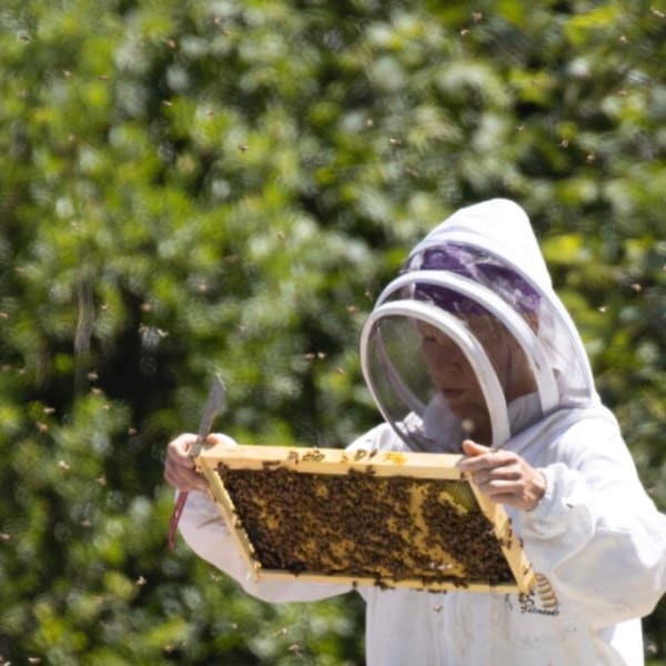 Woman beekeeping.