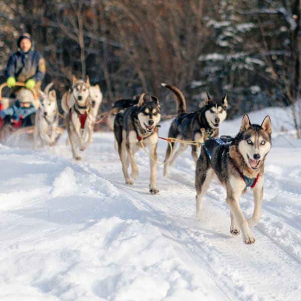 Dog sled. 