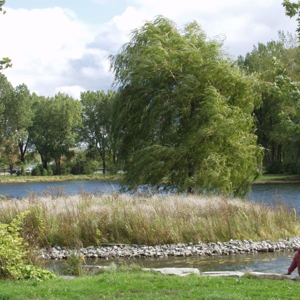 Un couple assis sur le bord de l'eau au Parc Angrignon.