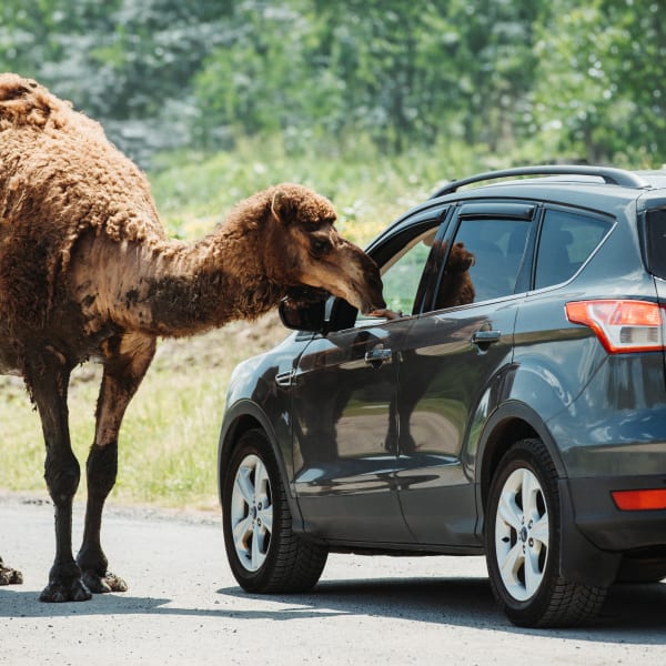 Parc Safari