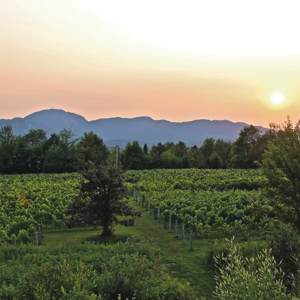 Au Vignoble d'Orford
