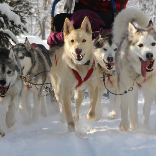 Aventures Nord-Bec Stoneham