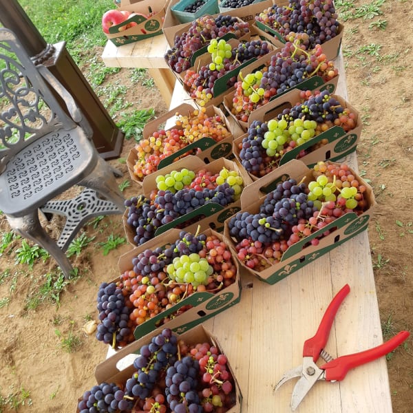 Domaine Côte du Nord Inc.