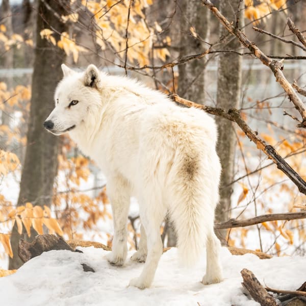 Familizoo - Complexe Atlantide