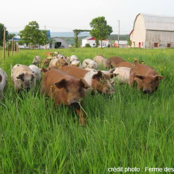ferme_des_hautes_terres_1