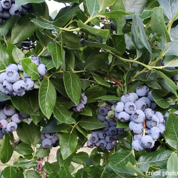 jardin_fruitier_1