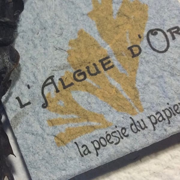 lalgue_dor_1