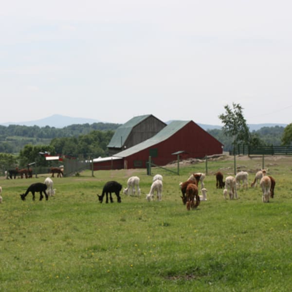 les_alpagas_de_la_ferme_norli_1