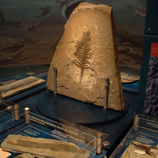 musee_dhistoire_naturelle_du_parc_national_de_miguasha_1