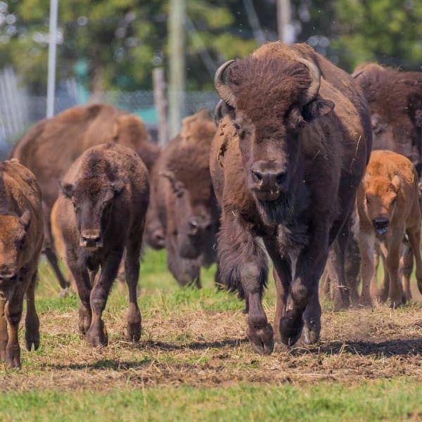 terre_des_bisons_1