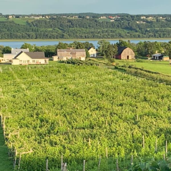 vignoble_domaine_lange_gardien_1