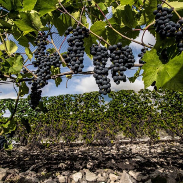vignoble_du_marathonien_1
