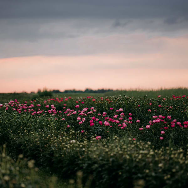 Champ de pivoines.