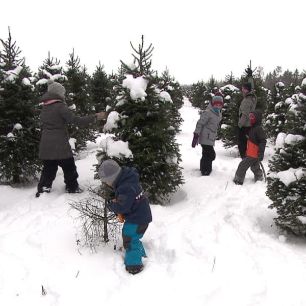 Family Christmas tree picking.
