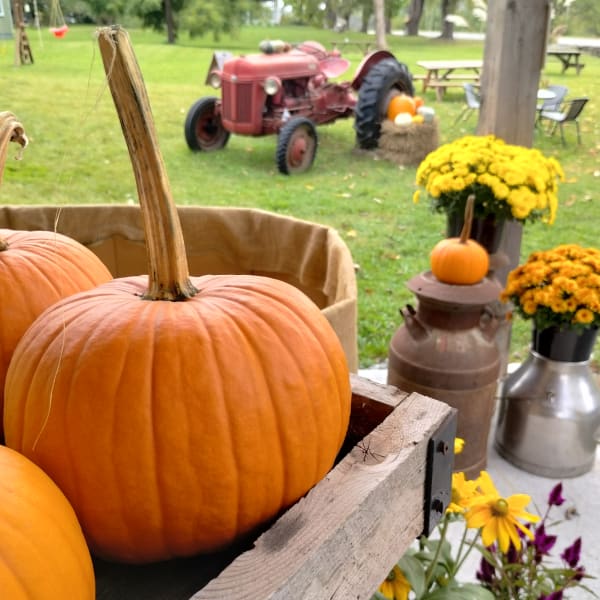 Pumpkins and autumn decorations with an old tractor in the background.