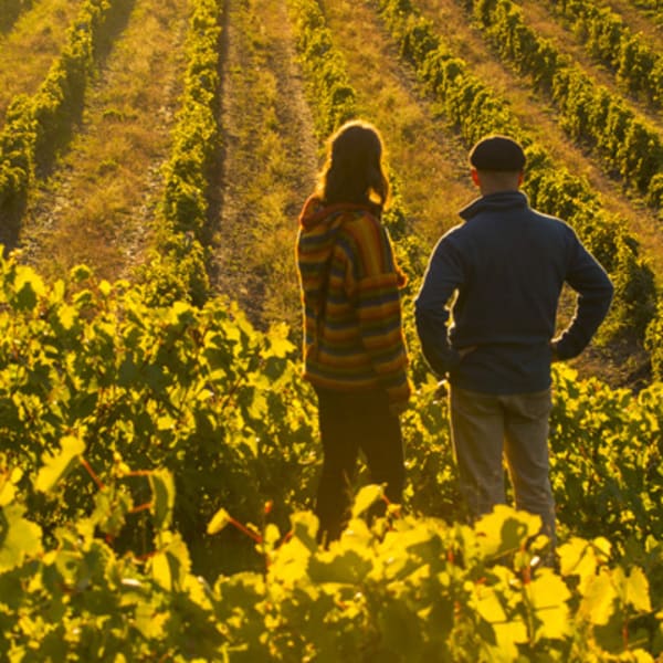 Harvest season on the Wine Route in Brome-Missiquoi